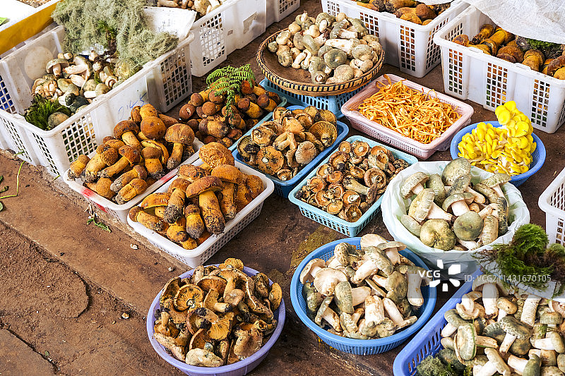 云南野生菌图片素材