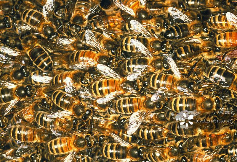 蜜蜂（Apis mellifera）特写图片素材