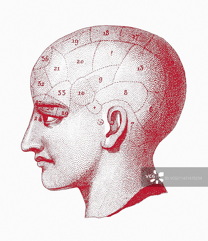 颅相学图片素材