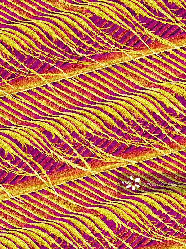 鸽子羽毛扫描电镜图图片素材