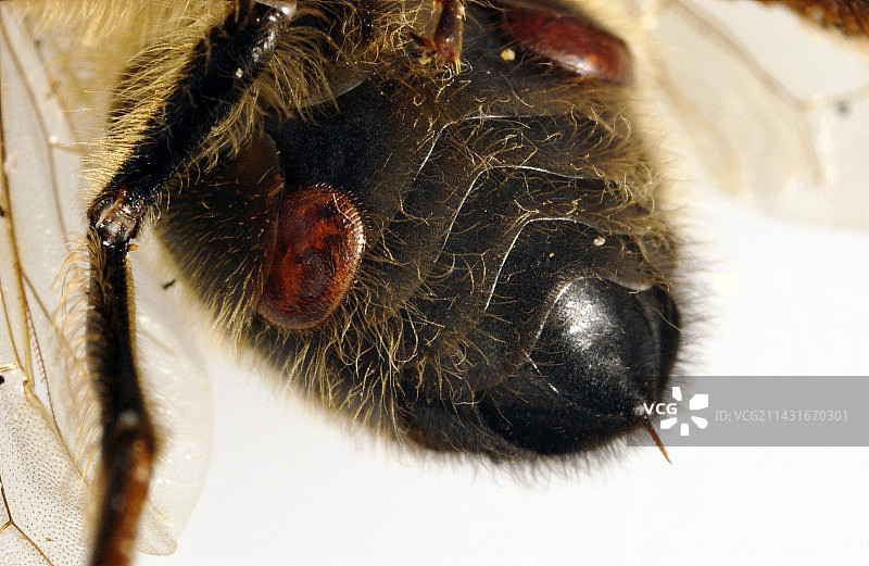 被寄生的蜜蜂图片素材