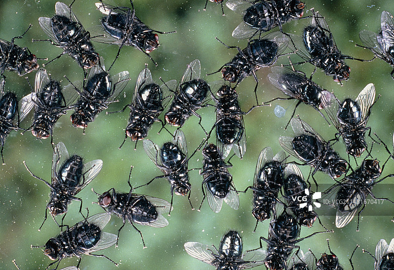 玻璃上的丽蝇图片素材