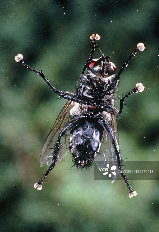 玻璃上的灰色麻蝇图片素材