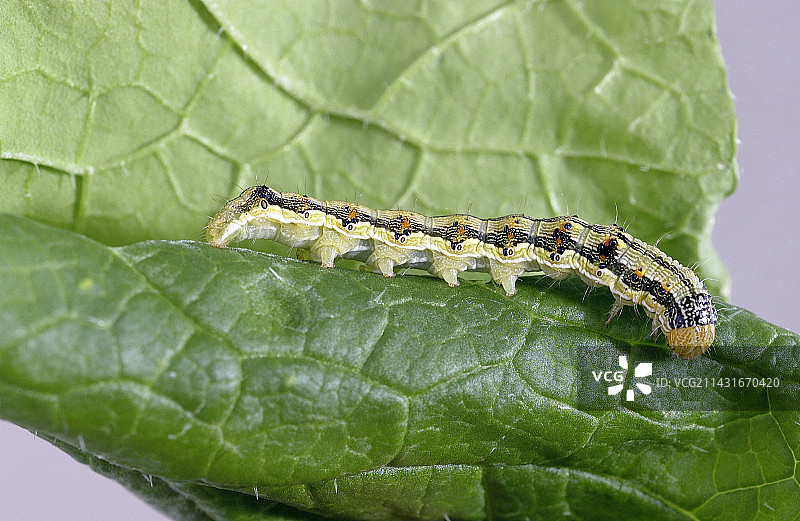 棉铃虫毛毛虫图片素材