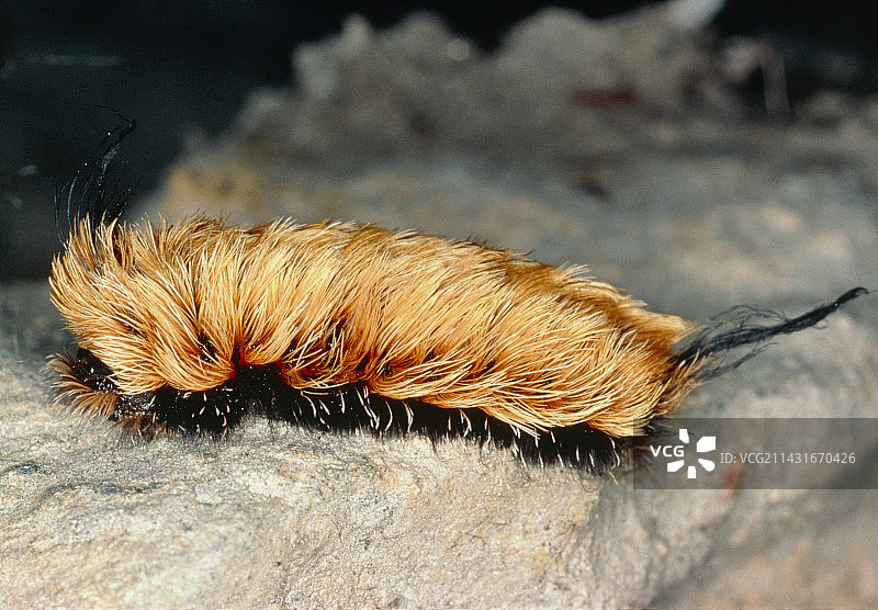 毛毡蛾毛虫图片素材