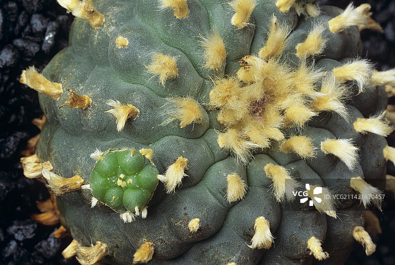 乌羽玉图片素材