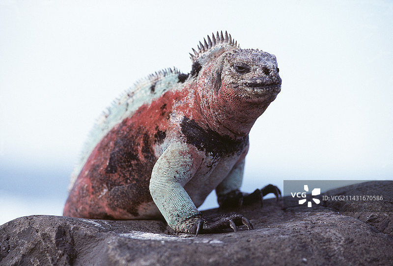 海鬣蜥图片素材