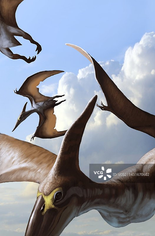 飞行中的无齿翼龙图片素材