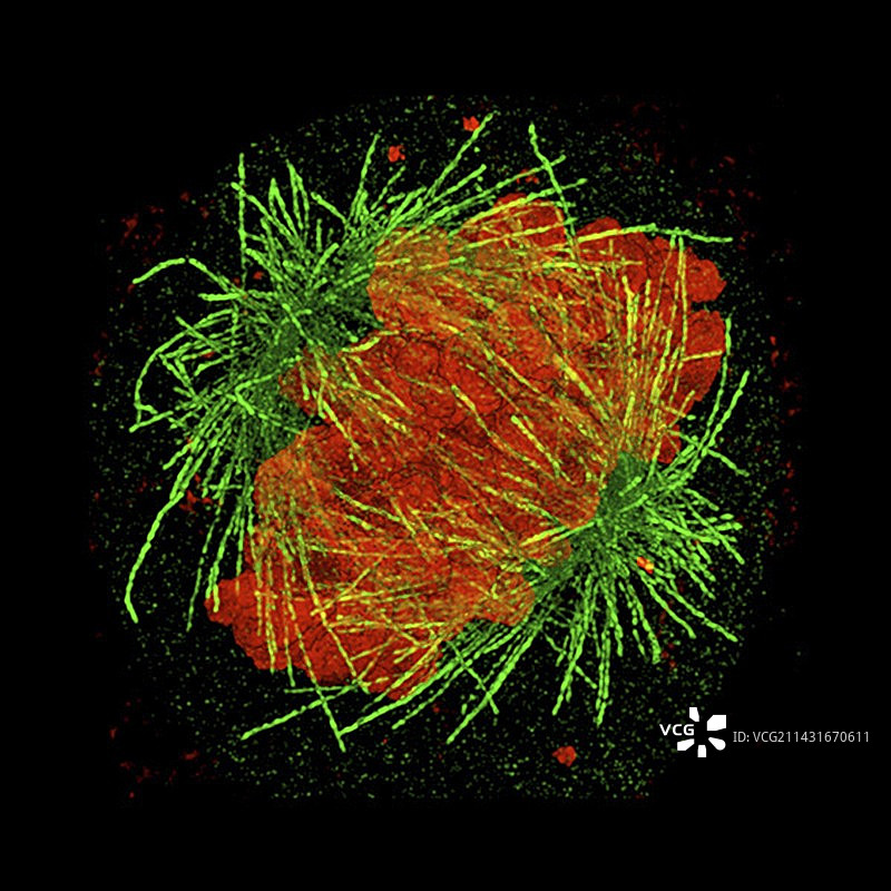 有3D结构的细胞有丝分裂显微照片图片素材