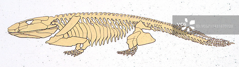 鱼石螈骨骼插图图片素材