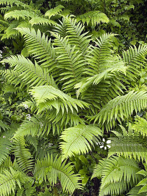 雄性欧洲蕨图片素材