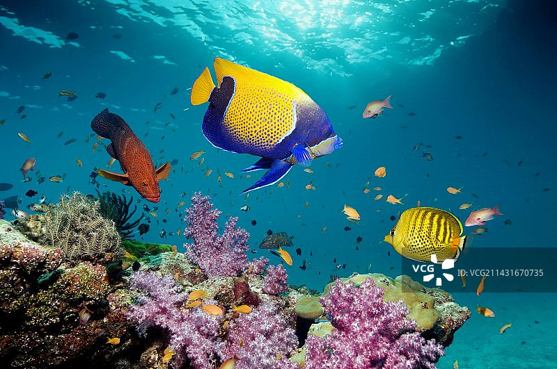热带珊瑚礁鱼类图片素材