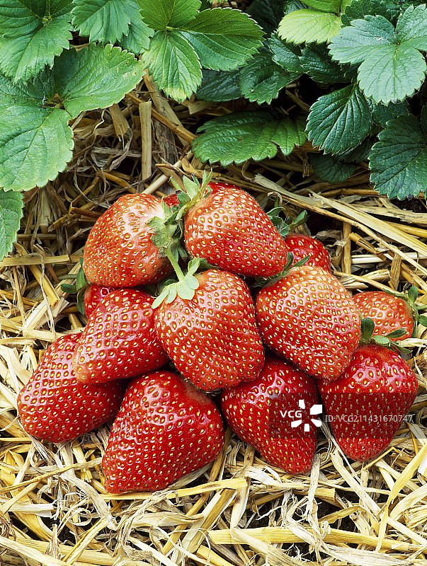 菠萝莓图片素材