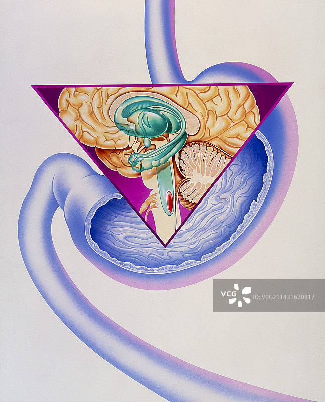 呕吐反射示意图图片素材