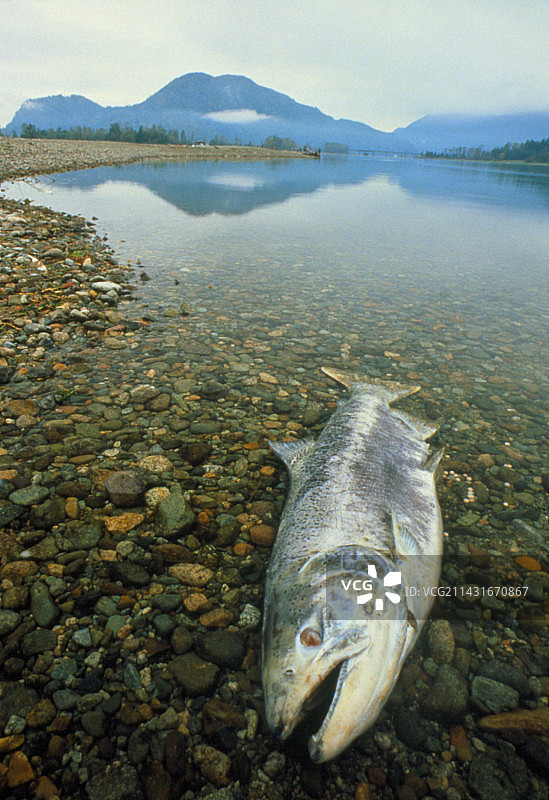 产卵后不久死亡的奇努克鲑鱼图片素材