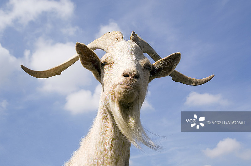 金色的根西岛山羊图片素材