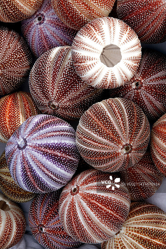 可食用的海胆纪念品图片素材