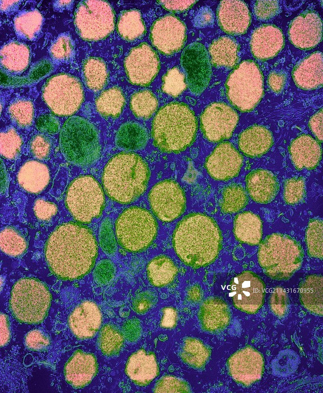 肥大细胞颗粒图片素材