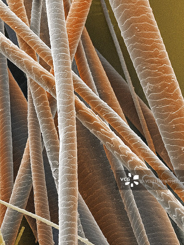 红松鼠毛发彩色扫描电镜照片图片素材