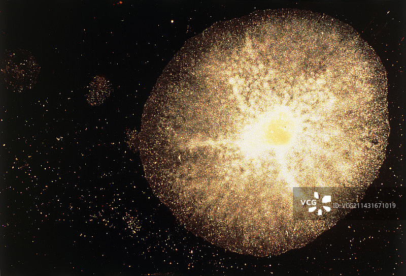 突变p53基因的细胞增殖显微镜图像图片素材