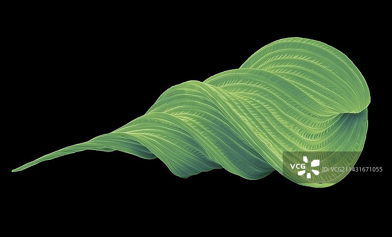 尾状纺锤虫扫描电镜图图片素材