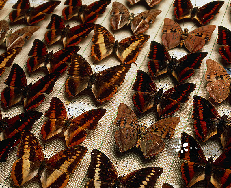 猫眼蛱蝶博物馆展览图片素材