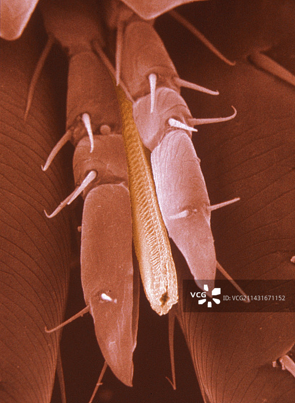 猫跳蚤的穿刺口器（上颚）图片素材