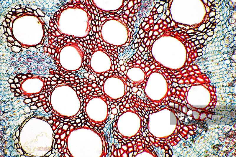 红薯根部显微照片图片素材