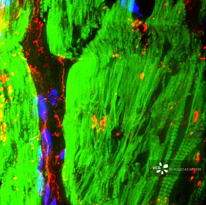 心肌中的转录因子图片素材