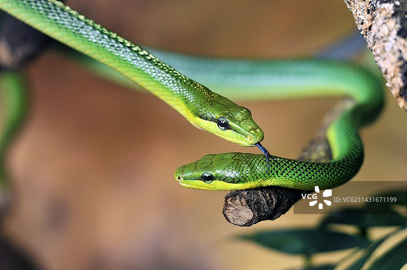 红尾绿鼠蛇图片素材