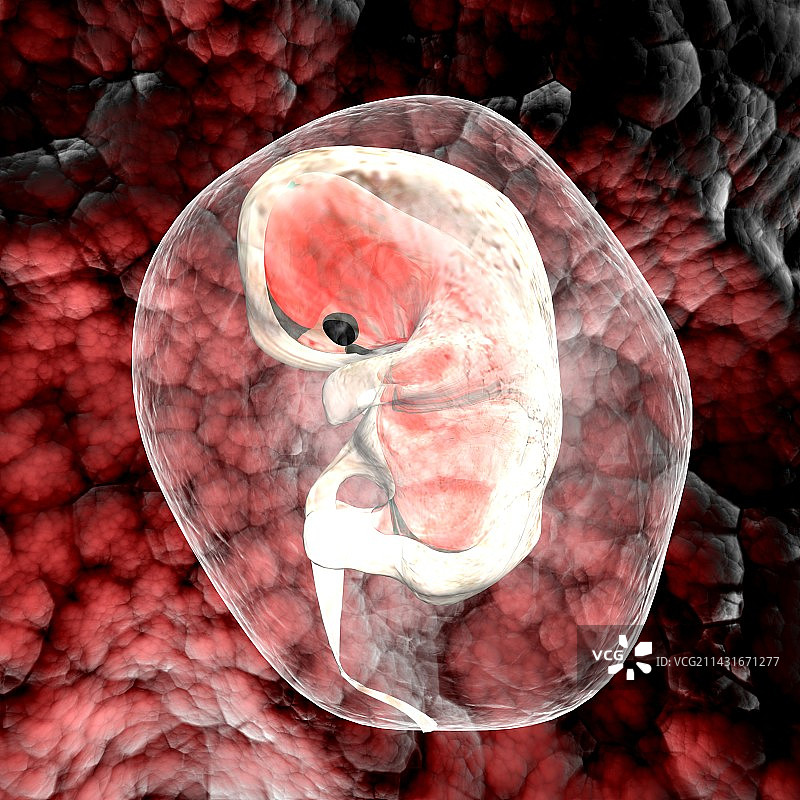 人类胚胎图片素材