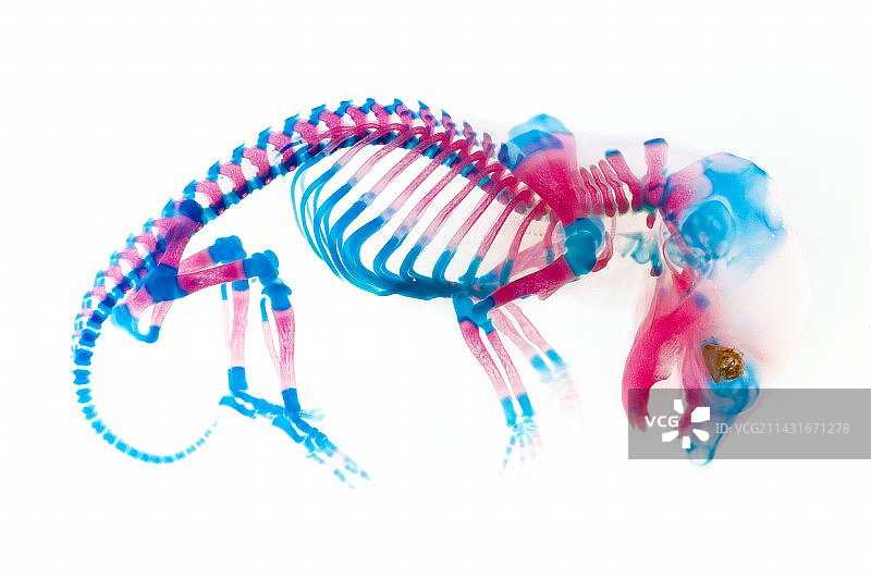 小鼠胚胎骨骼显微照片图片素材