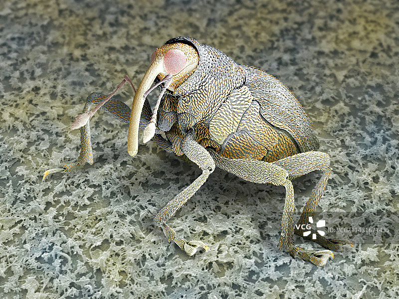 甘蓝象鼻虫，扫描电子显微镜图片素材