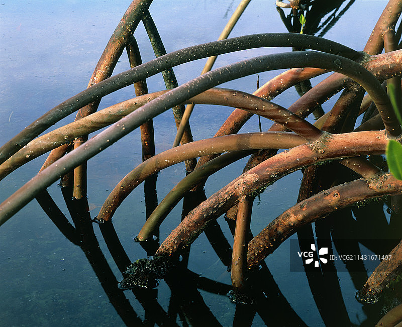 夏威夷沼泽中的红树林树根图片素材