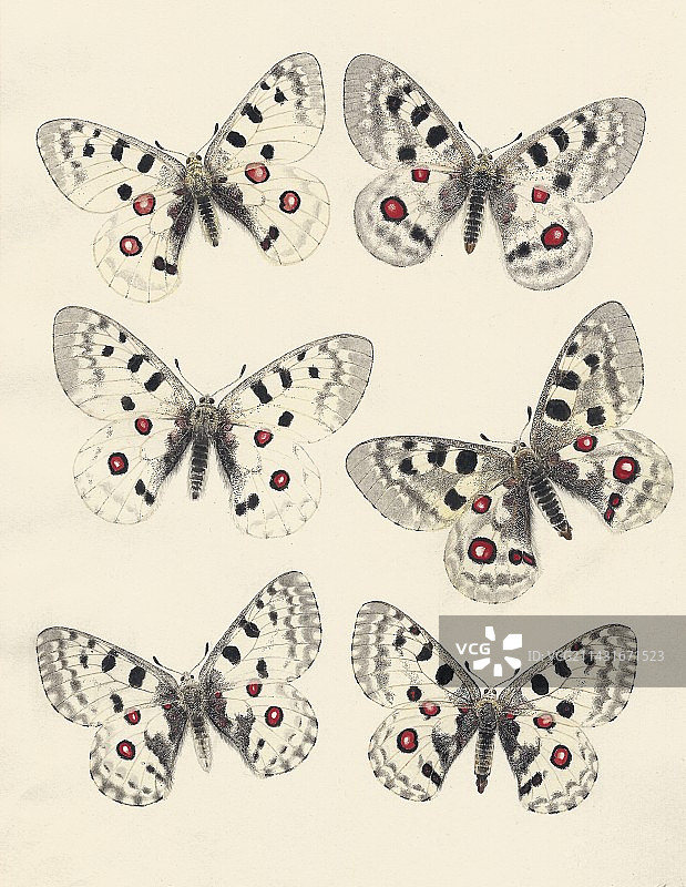 1875年阿波罗绢蝶变异图片素材