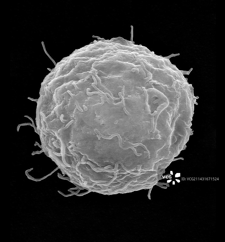 脐带血分离的干细胞，扫描电镜图片素材