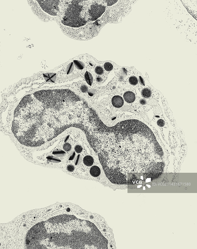 小鼠骨髓白细胞的透射电镜图片素材