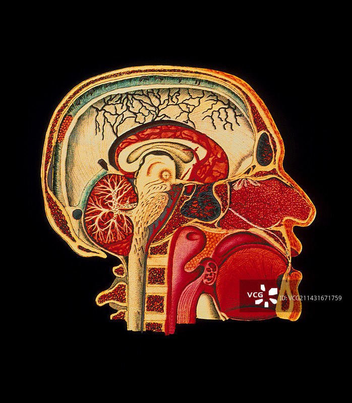 头部剖面大脑的彩色图图片素材