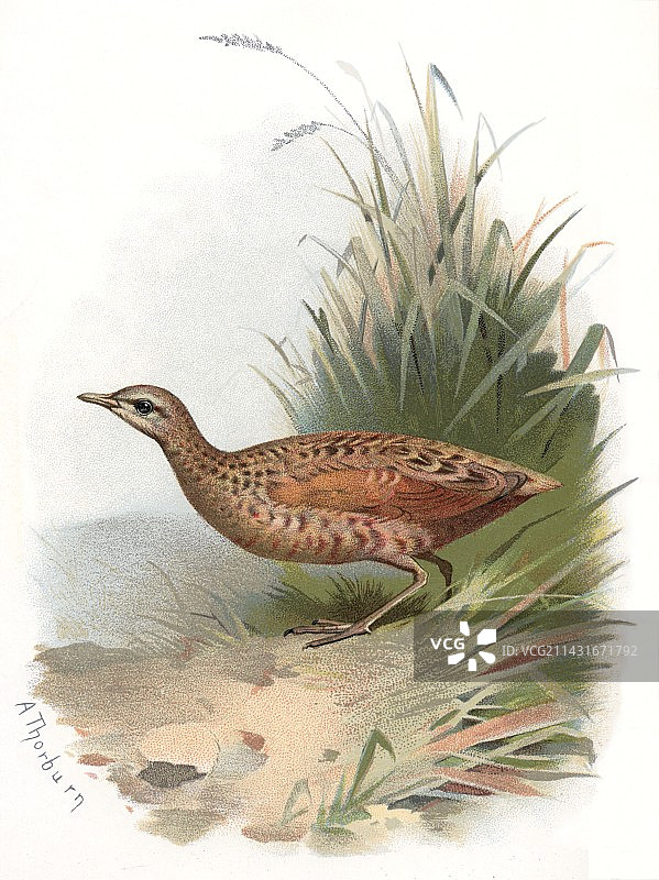 历史艺术品：玉米田鸡图片素材