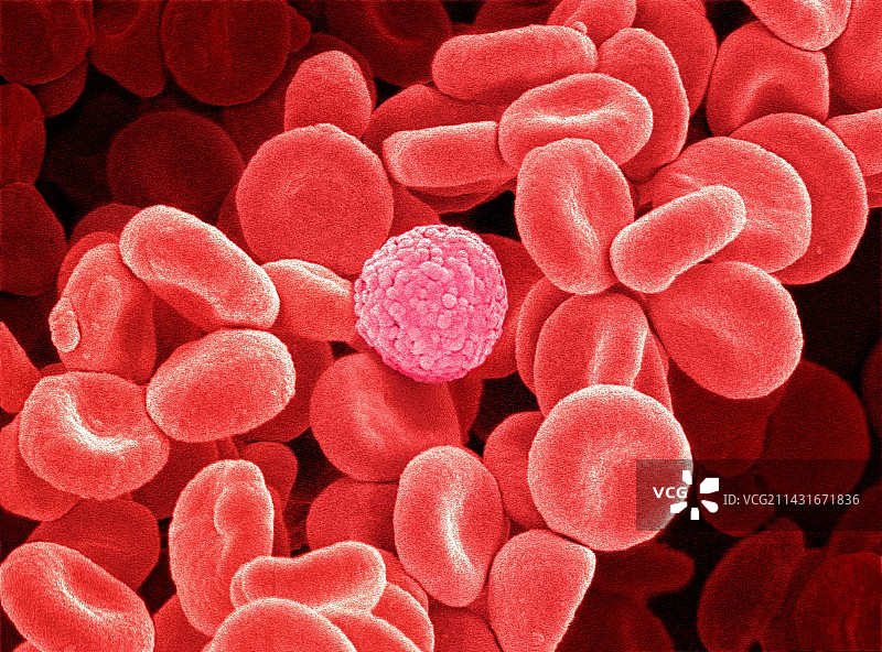 血细胞扫描电镜图图片素材