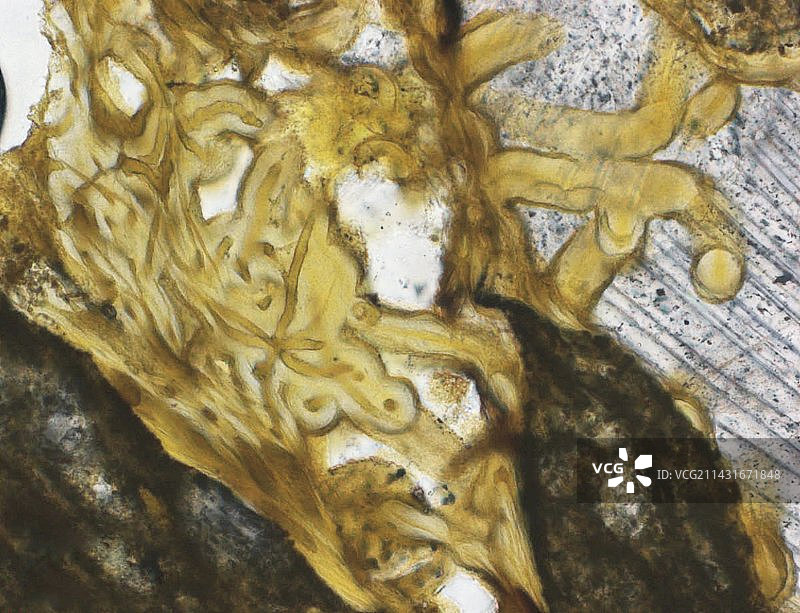 火山岩中的微体化石图片素材