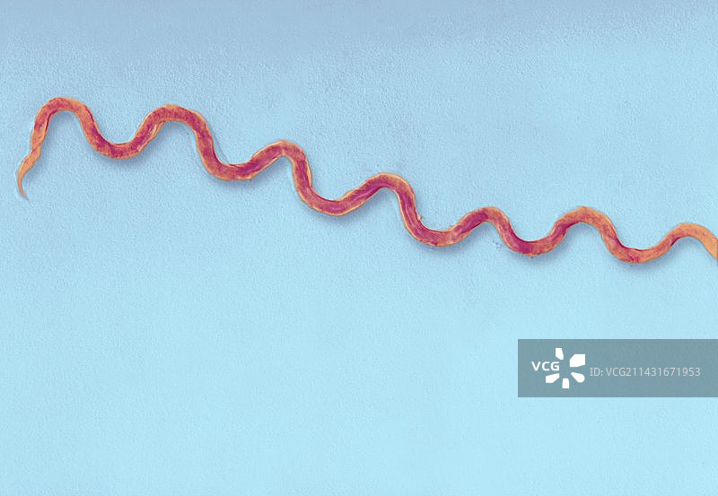 梅毒螺旋菌，TEM图片素材