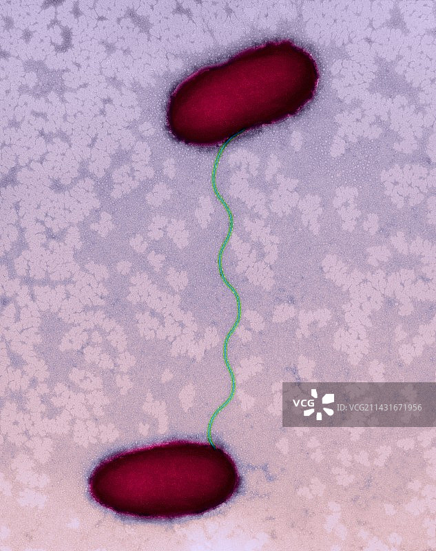 大肠杆菌结合，TEM图片素材