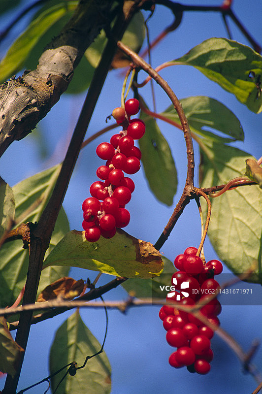 五味子图片素材