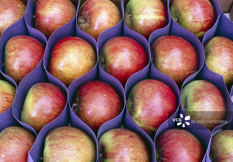 盒装考克斯苹果图片素材
