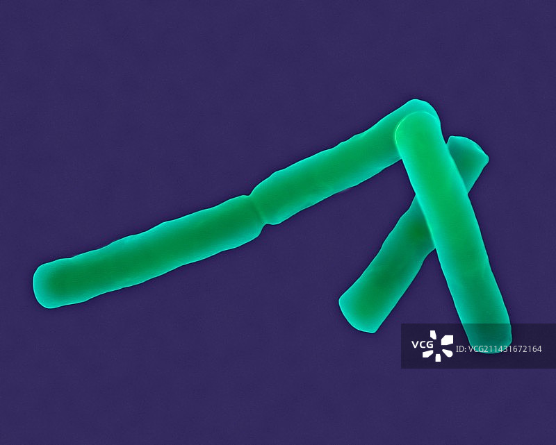 蜡样芽孢杆菌杆状原核生物扫描电镜图图片素材