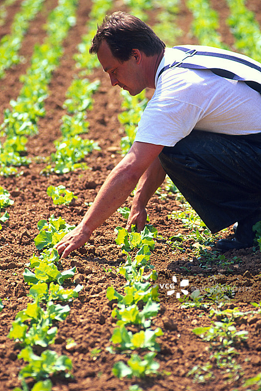 农民照料有机生菜（莴苣属）图片素材