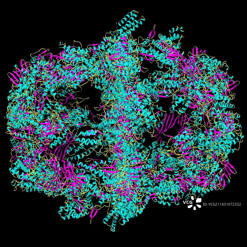与NADP+结合的脂肪酸合成酶图片素材