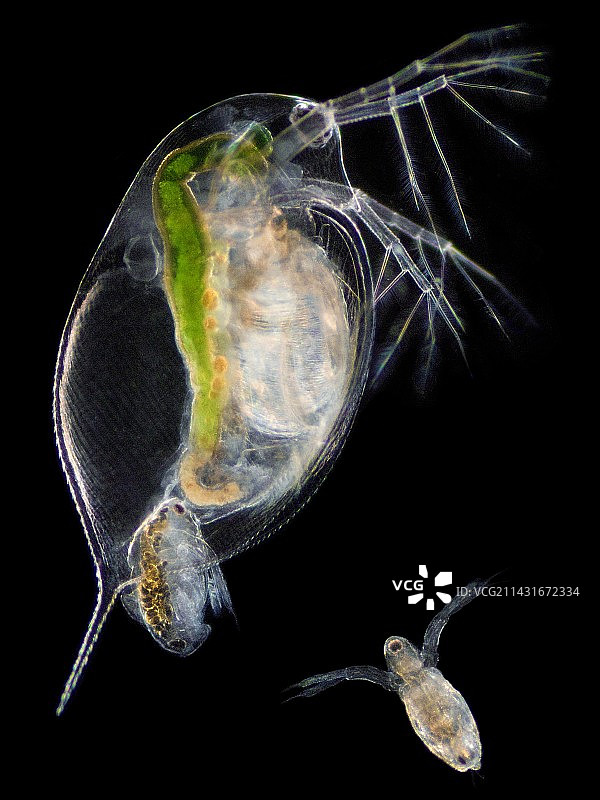 水蚤分娩图片素材