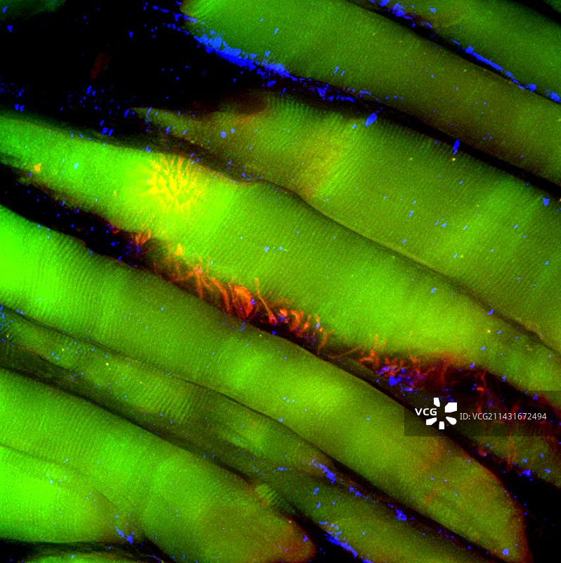 喉咙组织荧光显微照片图片素材